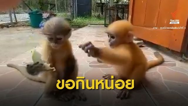 ขอผัก-ผลไม้ปลอดสารพิษให้ "กระถิน-โสน" ลูกค่างกำพร้าแม่ 