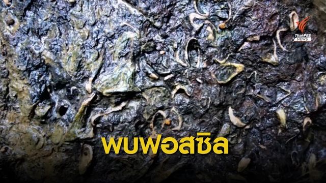 พบฟอสซิลหอยน้ำเค็ม อายุ 270-290 ล้านปี 