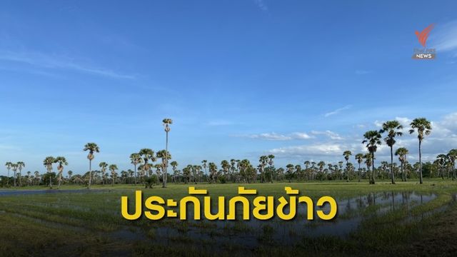 คปภ.เปิดโครงการประกันภัยข้าวนาปี-ข้าวโพดเลี้ยงสัตว์ 