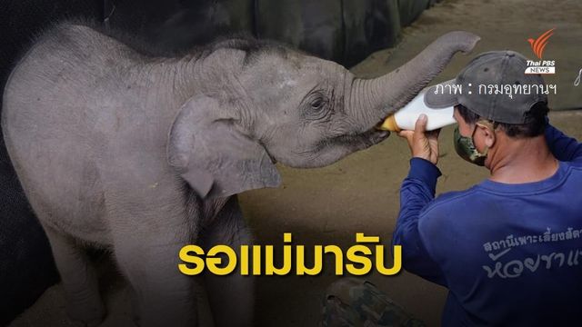 ลุ้นภารกิจปล่อย "ลูกช้าง" คืนแม่ช้างป่าห้วยขาแข้ง