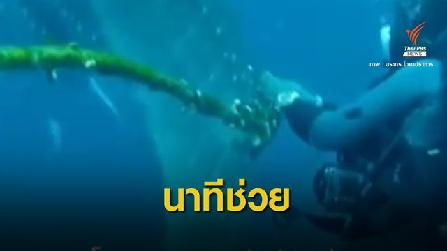 เร่งตามหา "ฉลามวาฬ" เกาะเต่าถูกเชือกอวนรัดโคนหาง 