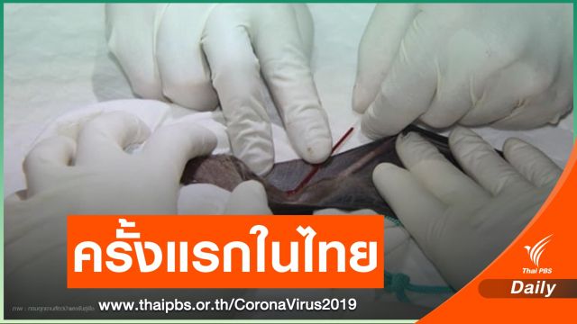 "หมอล็อต" นำทีมตรวจค้างคาวมงกุฏหาเชื้อ COVID-19 ในถ้ำสะดอ