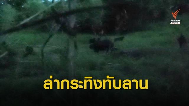 The EXIT : แกะรอยขบวนการล่าชำแหละกระทิง ตอนที่ 2