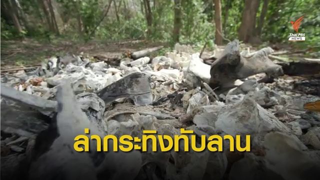 The EXIT : ขบวนการล่ากระทิงในเขตอุทยานฯ ทับลาน