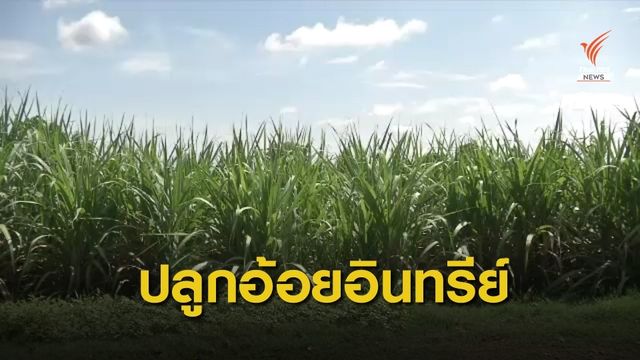 The Exit : แนวทางปลูกอ้อยอินทรีย์ ลดใช้สารเคมี