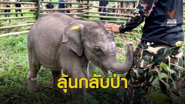 สัญญาณดี! ลูกช้างป่า-โขลงช้างส่งเสียงหากัน