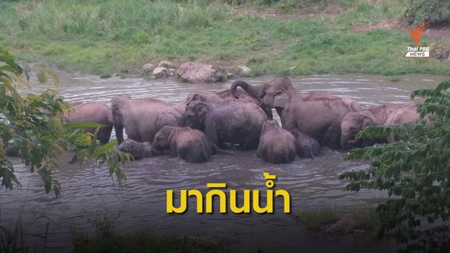 ช้างป่าแก่งกระจาน พาสมาชิกแรกเกิด 3 ตัว มากินน้ำสระเขาหุบเต่า
