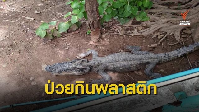 คำตอบ! "จระเข้ผอมบึงสีไฟ" กินพลาสติก-ยันมีงบเลี้ยงปีละ 5 พัน