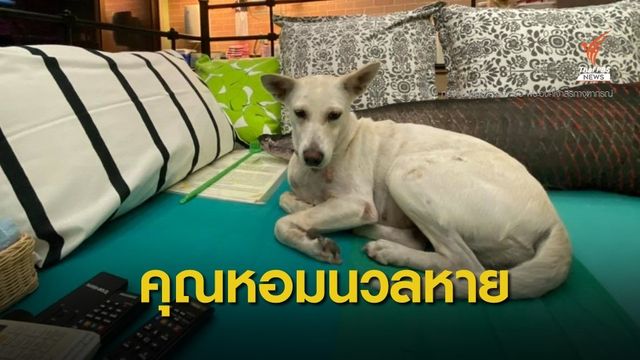 พระองค์เจ้าสิริภาจุฑาภรณ์ ทรงประกาศตามหา "คุณหอมนวล" สุนัขทรงเลี้ยง 
