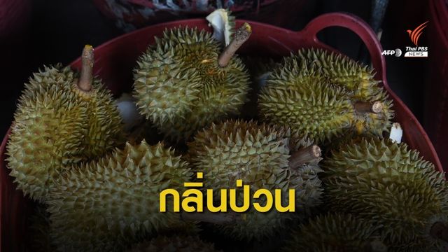 ทุเรียนไทยหอมไกลป่วนไปรษณีย์เยอรมนี อพยพหนี 60 คน