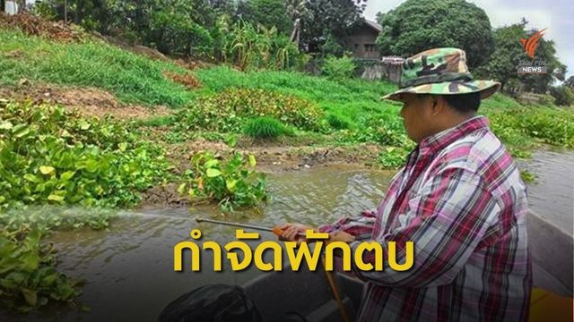 ผู้เชี่ยวชาญแนะใช้เชื้อรากำจัดผักตบชวา แก้ปัญหาน้ำท่วม รักษาสิ่งแวดล้อม