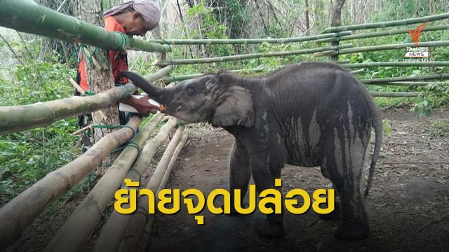 ปรับแผนใหม่ตั้งคอกหอต้นผึ้ง ย้ายลูกช้างป่าเข้าใกล้โขลงแม่