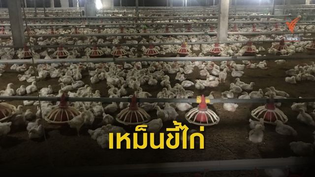 ชาวบ้าน อ.ขลุง จ.จันทบุรี สุดทน ร้องเหม็นขี้ไก่นานกว่า 7 ปี  