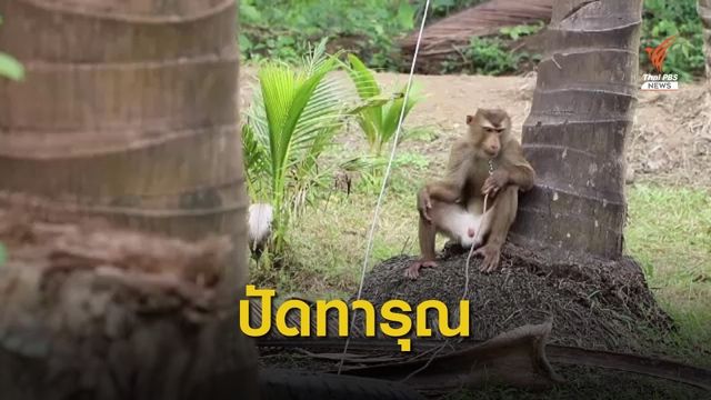 เร่งชี้แจงแบนมะพร้าวไทยใช้ลิงเก็บมะพร้าว 