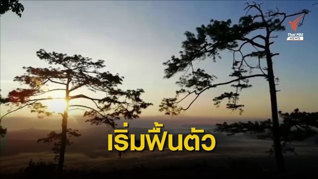 อุทยานฯ ภูกระดึง จ.เลย เริ่มฟื้นตัวจากไฟป่า