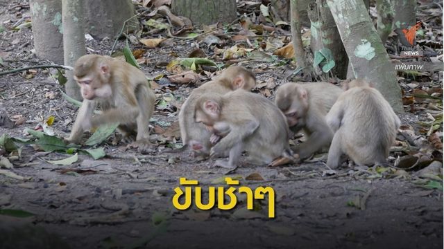 สลด! เปิดเที่ยวเขาใหญ่วันแรก "ลูกลิง" ถูกรถชน  