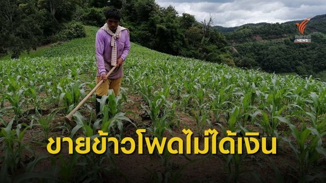 เกษตรกรขายข้าวโพดแต่ไม่ได้เงิน เสียหายกว่า  6 ล้านบาท