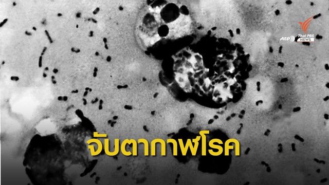 จีนเตือนภัย "กาฬโรค" ระดับ 3 หลังมองโกเลียพบผู้ป่วย 1 คน