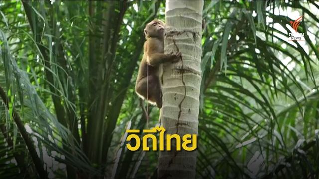 ดราม่า?  ข้ออ้างลิงเก็บมะพร้าวแบนสินค้าไทย 