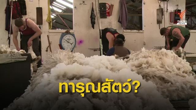 วิเคราะห์ PETA กับการต่อต้านทารุณสัตว์ 