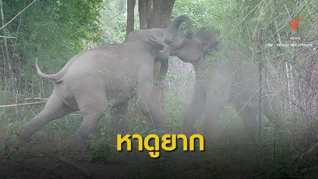 "ศึกช้างชนช้าง" โชว์ผ่านกล้อง Camera Trap