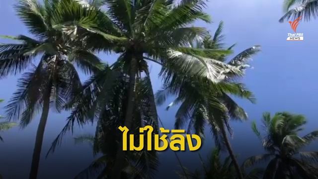 ชาวสวนมะพร้าวยืนยันไม่ใช้แรงงานลิงเก็บมะพร้าวส่งออก