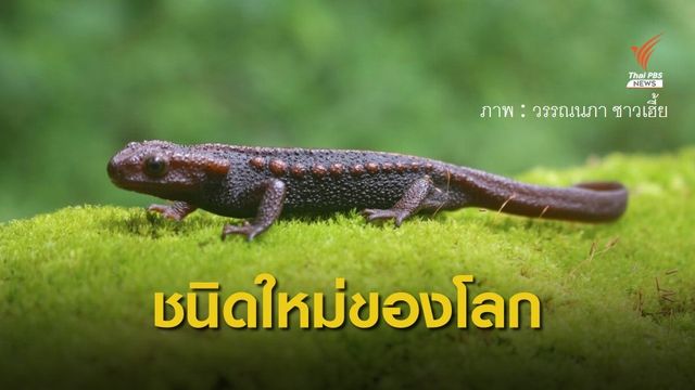 นักวิจัยไทยค้นพบ "กะท่างน้ำดอยภูคา" ชนิดใหม่ของโลก  