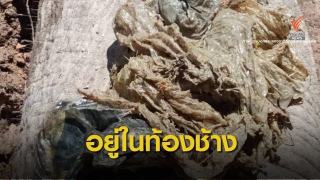 เศร้า! คาด “ถุงพลาสติก”ฆ่าช้างป่าเขาคิชฌกูฏ