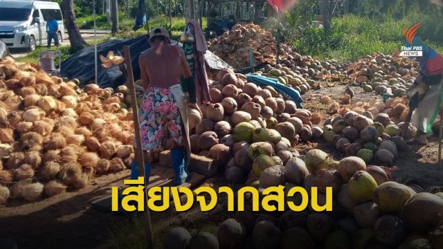 เสียงครวญจากสวนมะพร้าว “มีกินทุกวันนี้ เพราะลิงขึ้นมะพร้าวให้” 