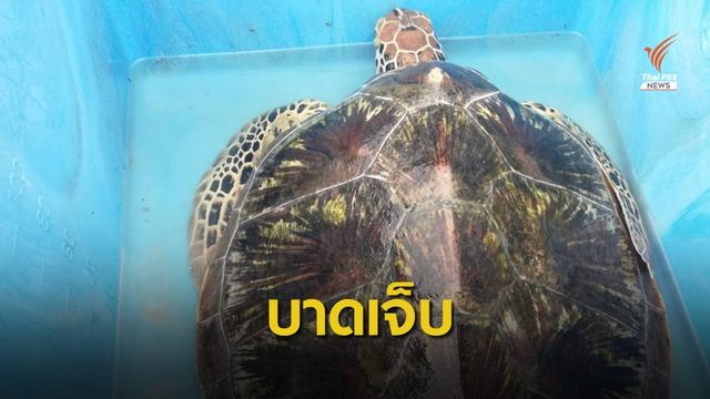 ช่วยเต่าตนุ เลือดซึมจมูก ส่งพักฟื้น ม.เทคโนโลยีราชมงคลตะวันออก