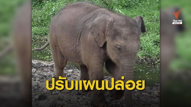 จ่อเปิดคอกให้ "ลูกช้างป่า" เดินเข้าหาโขลงแม่ 