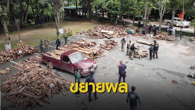 "พญาเสือ" จับล็อตใหญ่ค้าไม้พะยูงข้ามชาติมูลค่ากว่า 20 ล้านบาท 