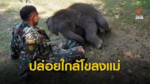 ลดคนเฝ้า "ลูกช้างป่าห้วยขาแข้ง" ลุ้นปล่อยใกล้โขลงแม่ 