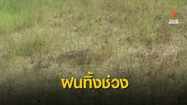 อีสาน - เหนือ ประสบภัยแล้ง ต้นข้าวแห้งตาย-ฝนทิ้งช่วง 