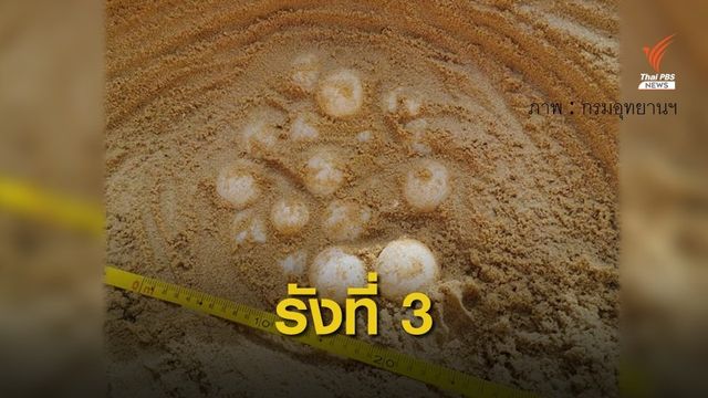"เต่ามะเฟือง" วางไข่นอกฤดูกาลรังที่ 3 หาดท้ายเหมือง