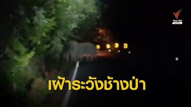 จัดกำลังเฝ้าระวังช้างป่า จ.ตราด