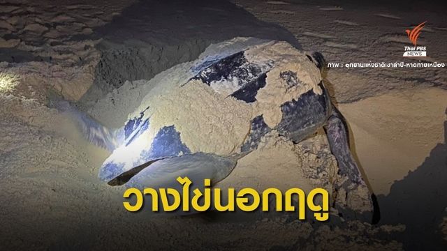 เซอร์ไพรส์ "แม่เต่ามะเฟือง" วางไข่ 103 ฟองชายหาด จ.พังงา 