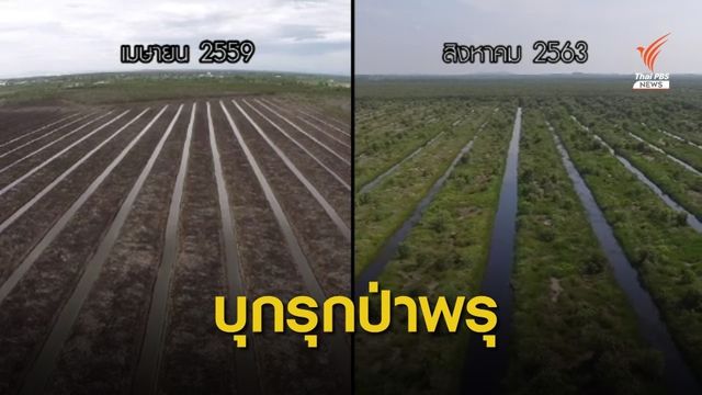 THE EXIT : พลิกฟื้นป่าพรุเกาะนางคำ จ.พัทลุง