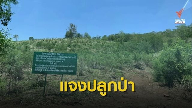 "ป่าไม้" ชี้แจงทุจริตปลูกป่าชัยภูมิลั่นรอดตาย 80%