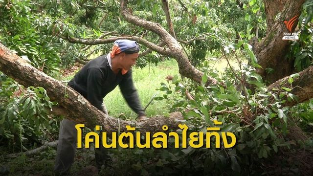 ชาวสวนลำไยลำพูนโค่นต้นทิ้ง หลังขายขาดทุน ปล่อยไว้ไม่คุ้มค่า
