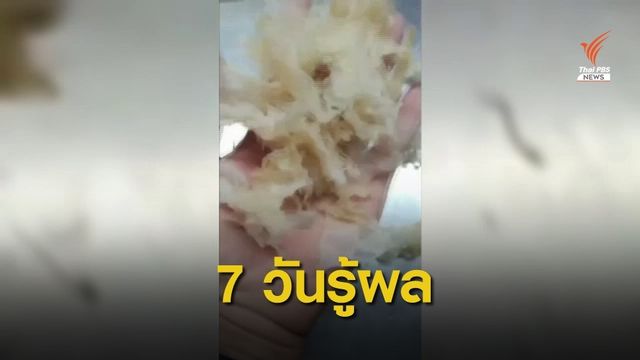 7 วันรู้คำตอบ "แมงกะพรุน" จริงหรือปลอม