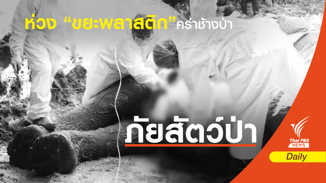 ห่วง “ช้างป่า” เปลี่ยนพฤติกรรมหากินบ่อขยะชายป่า