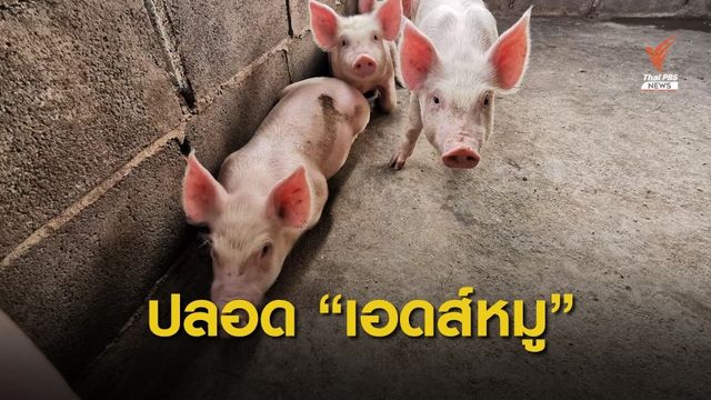 เตือนแชร์ข่าวปลอม "เอดส์หมู" โทษหนักคุก 2 ปีปรับ 1 แสนบาท 