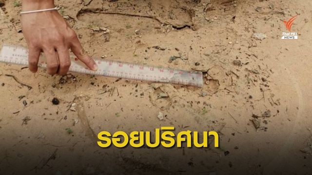 ผวา! "รอยเท้าเสือ" โผล่ใกล้ชุมชนบ้านคำเขื่อนแก้ว 