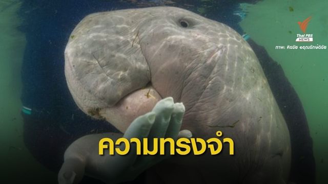 ย้อนความประทับใจ"มาเรียม" ทูตสันถวไมตรีแห่งท้องทะเล