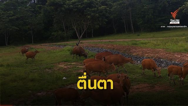 ตื่นตาฝูงวัวแดง-ช้างป่าหากินแปลงทุ่งหญ้า
