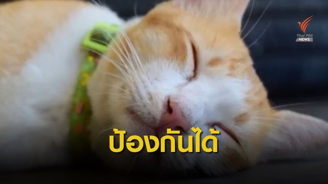 สัตวแพทย์ยันหัดแมวไม่ได้ตายเป็นร้อย นำไปฉีดวัคซีนก็ปลอดภัย 