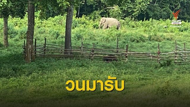 วนมารับ 2 วันติด "ลูกช้าง" ยังระแวง ไม่เดินตามกลับป่า