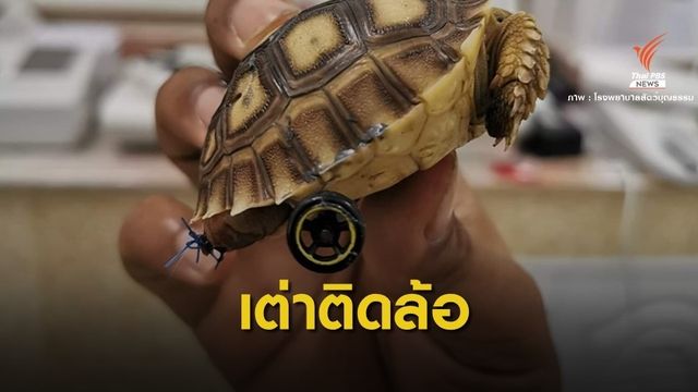 สู้ชีวิต "เต่าน้อย 3 ขา" กับอีก 1 ล้อ