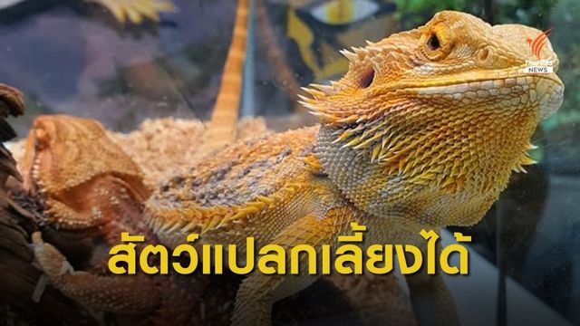 สมาคมผู้นิยมเลี้ยงสัตว์ชนิดพิเศษ ยืนยันเลี้ยงสัตว์แปลกได้ไม่ผิด
